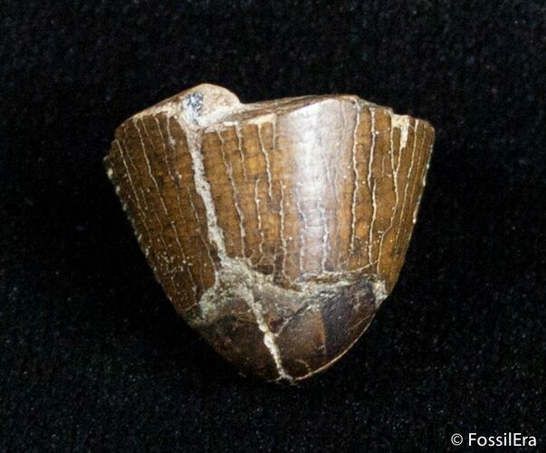 Partial Serrated Tyrannosaurid Tooth Tip - T-Rex #3002